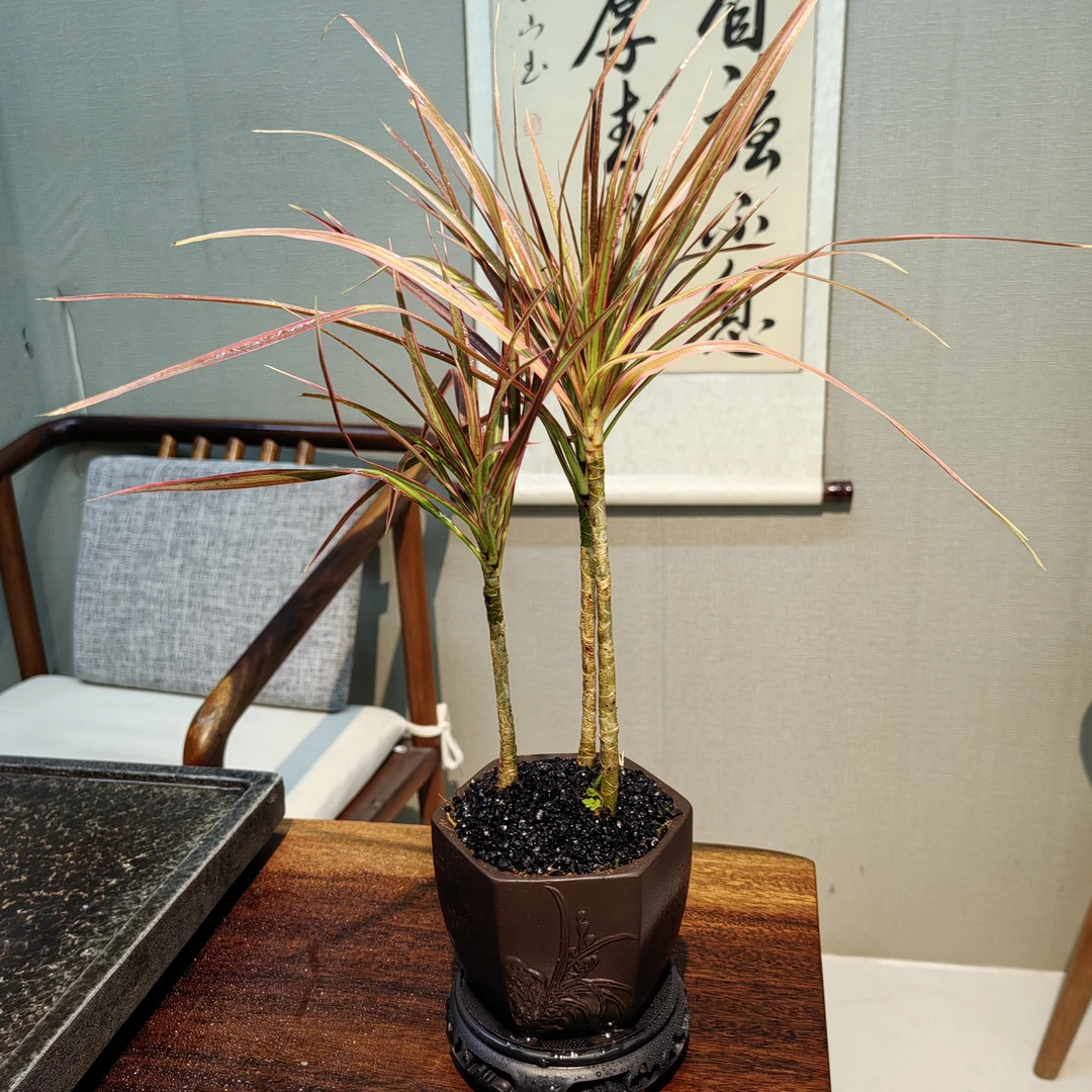 七彩铁五彩千年木盆栽室内阳台客厅盆栽北欧风观叶植物绿植