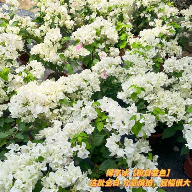 变色系椰子冰(这批全白)粉白色系爬藤勤花三角梅