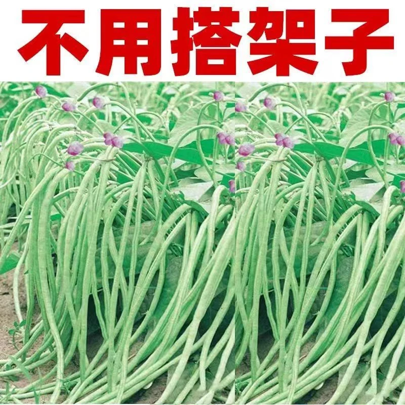 无架豆角种子不搭架长豇豆籽四季播种高产无筋长豆角春秋蔬菜菜籽