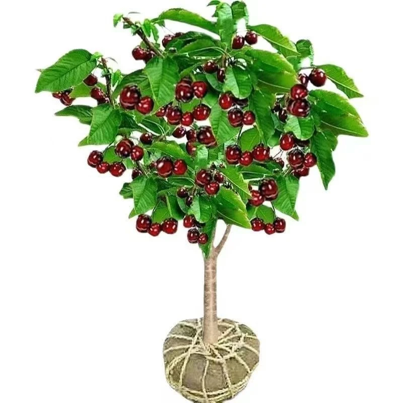 原盆原土发货车厘子大樱桃树美早黄蜜包活基地直发