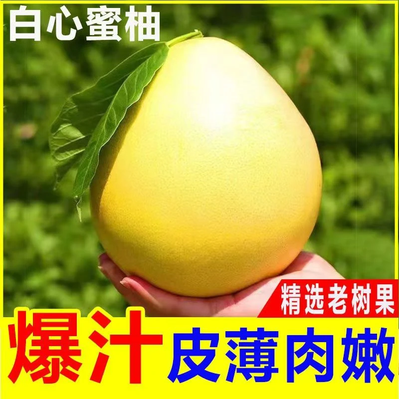 应季酸甜可口爆汁精选老树水晶柚白心柚子清甜水果包邮皮薄肉嫩