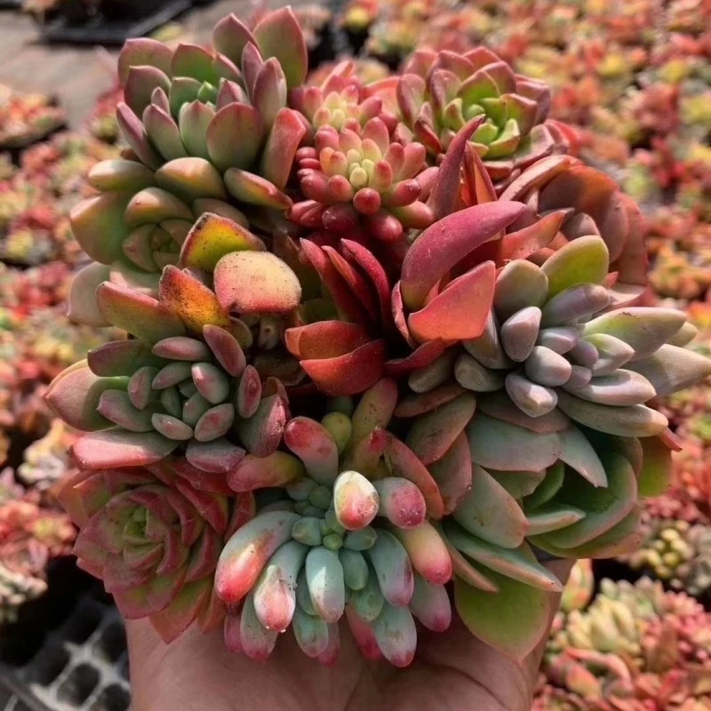 2筐拍一物一拍 花卉绿植组合盆栽