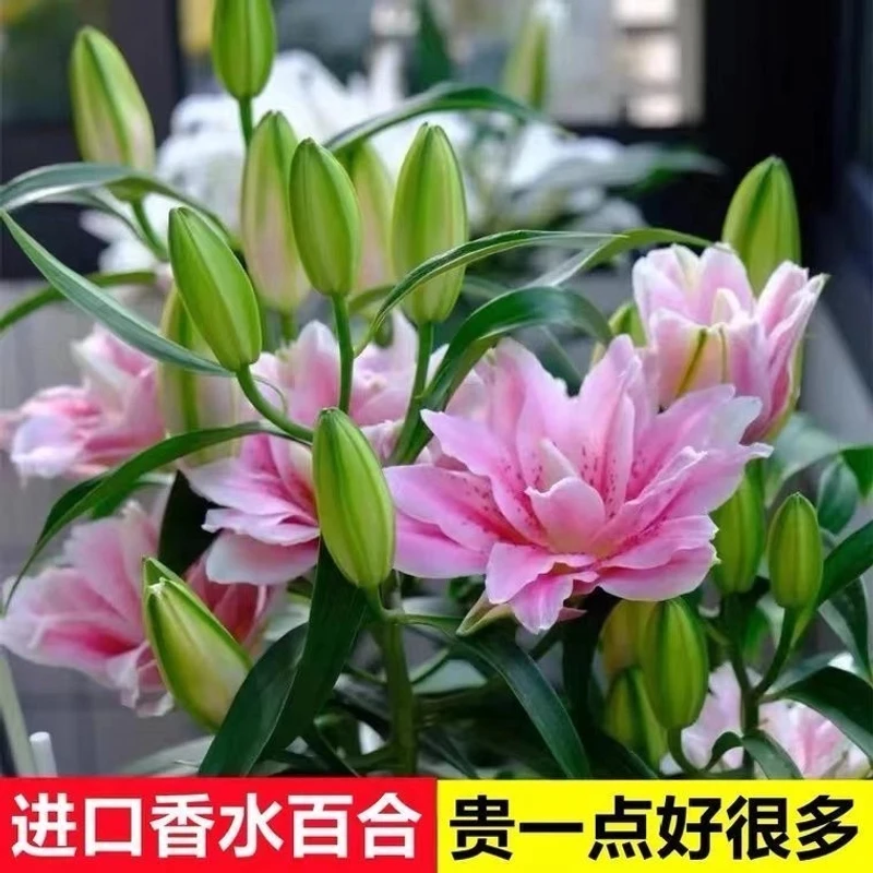 进口香水百合花种球种浓香型花卉庭院阳台耐寒室内种植绿植盆进口