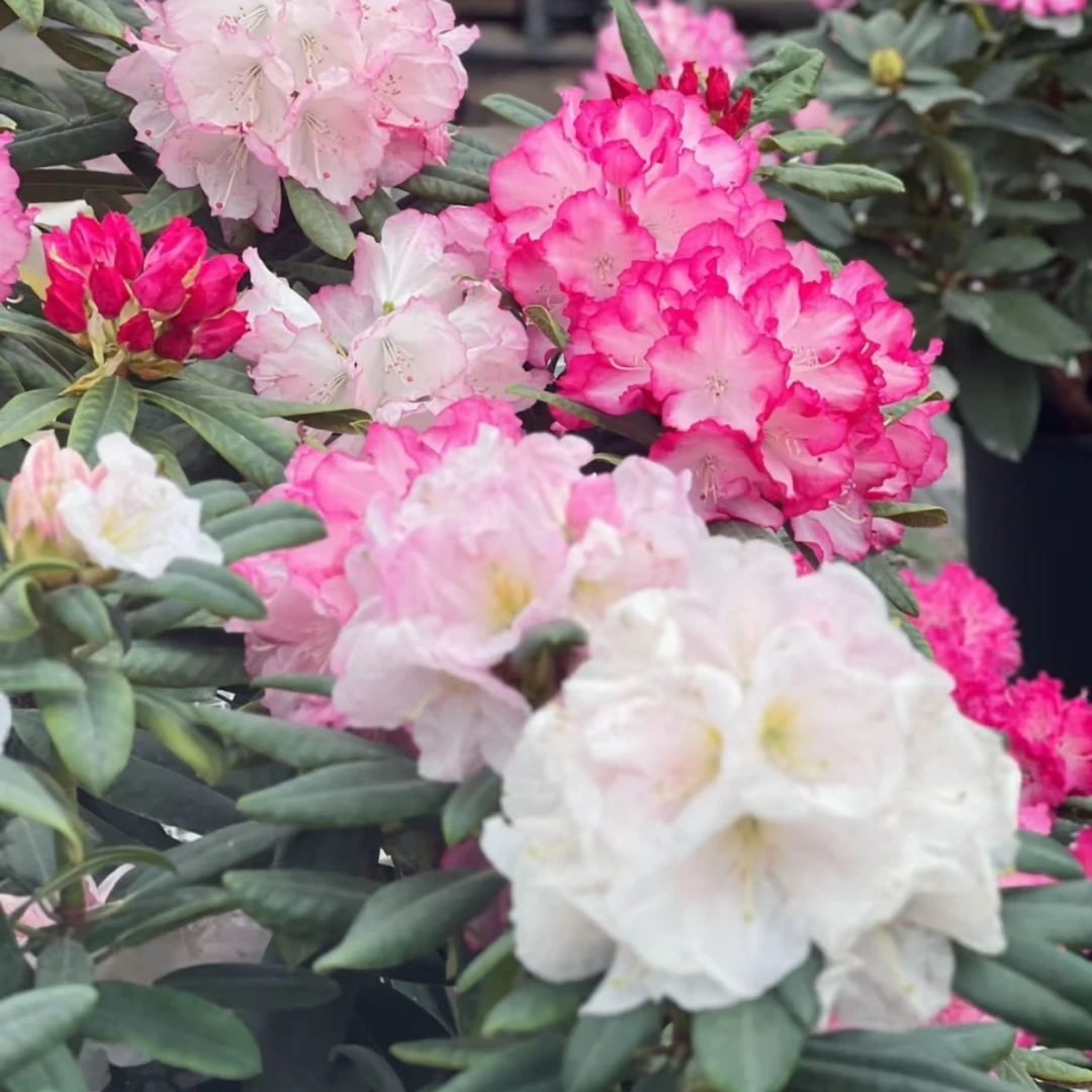 高山杜鹃2加仑四年苗（福利款）一物一拍