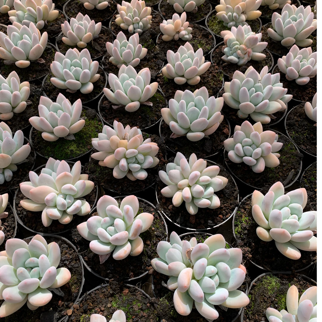 云南精控精养多肉植物，