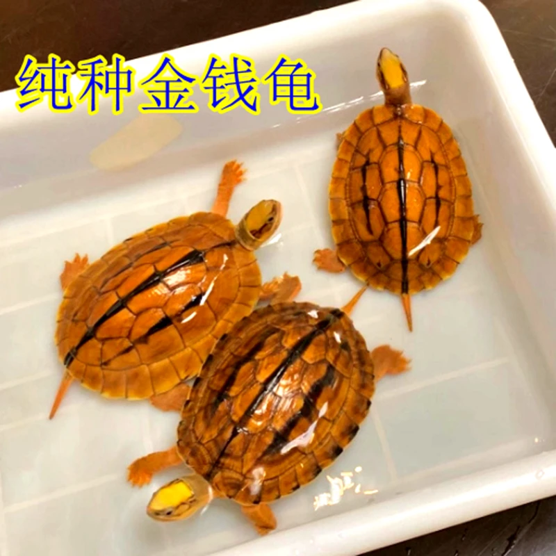 纯正石金钱龟正宗招财龟宠物长寿龟小青龟海南三线黄金龟乌龟活物