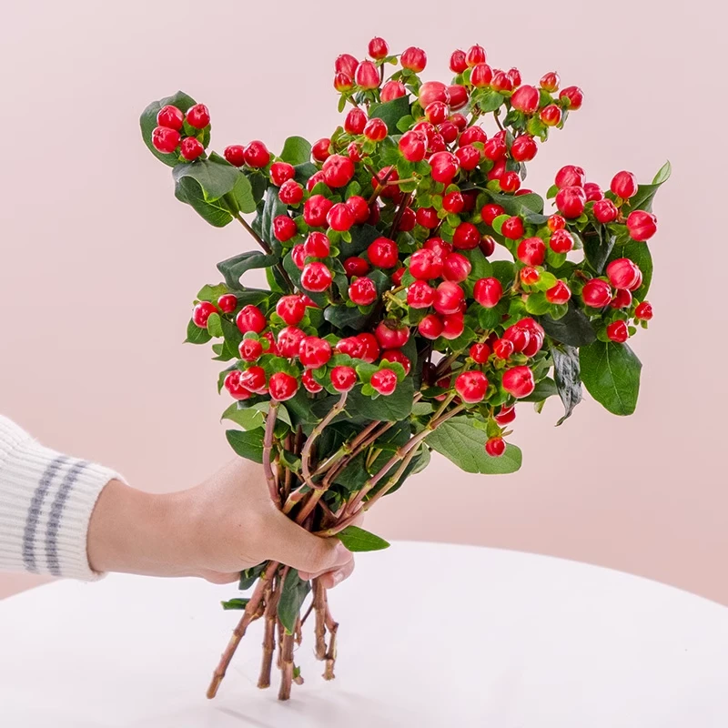 相思豆红豆1扎【王维诗里的相思】云南鲜花火龙珠办公室家居水养