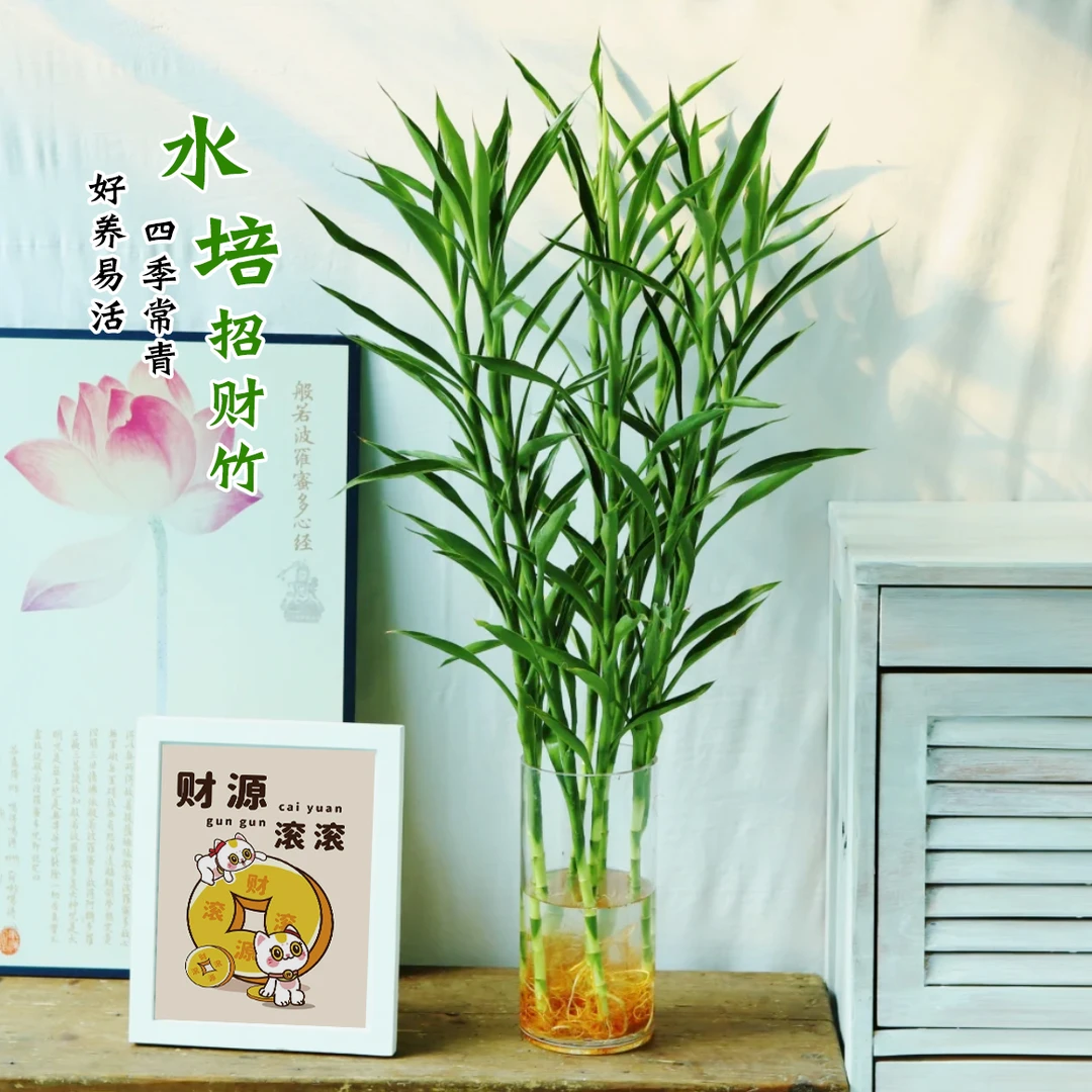 招财竹水培富贵竹植物盆栽植物室内办公室净化空气绿植花卉水养