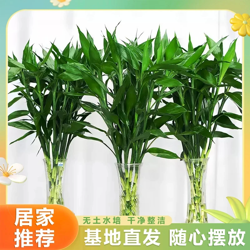 富贵竹小竹水培植物盆栽植物室内办公室净化空气绿植花卉四季水养
