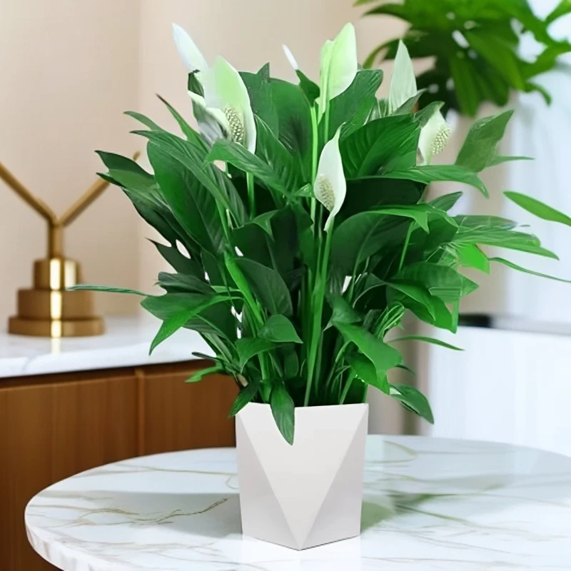 大盆白掌一帆风顺土培水培室内客厅植物绿植盆栽花卉观叶净化空气