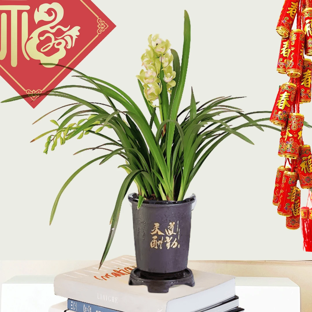 【香水香兰1-2花剑】兰花花卉盆栽四季常青室内喜庆年宵花耐寒好养