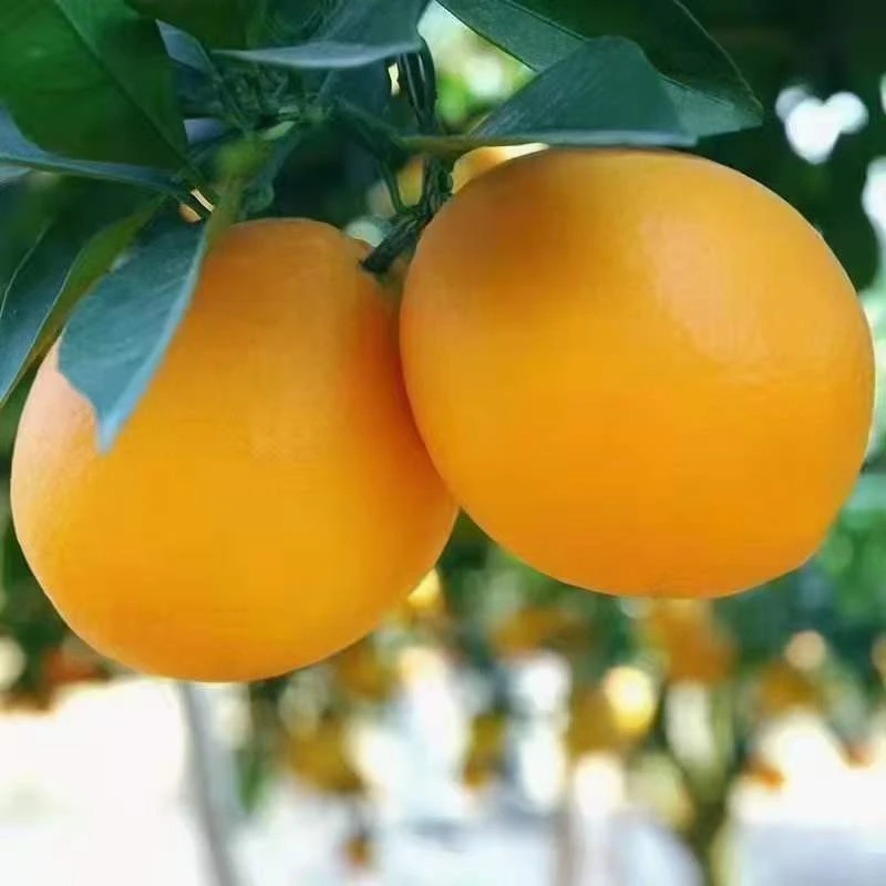 十斤装正宗赣南脐橙信丰安西脐橙原产地直发新鲜当季水果皮薄多汁