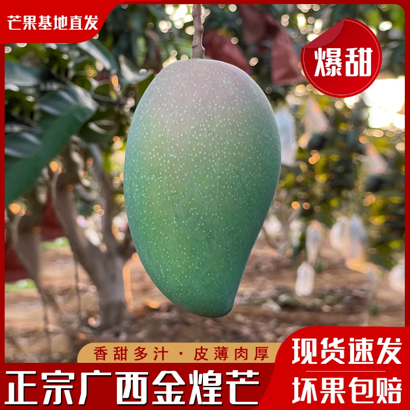 顺丰 高山老树 大青芒 青皮金煌芒 产地直发 爆甜多汁 现摘现发