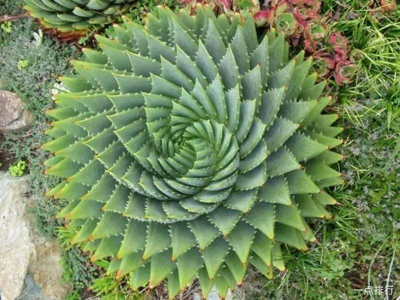 一物一拍多肉植物老桩