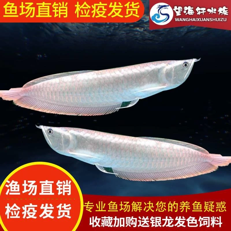 银龙鱼活鱼苗热带观赏鱼中大型黄化红眼白子银龙七彩银龙练手红龙