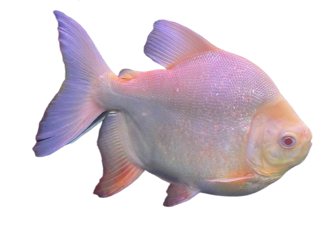 短身红眼白子银版粗线黑桃热带大型鱼观赏鱼凶猛鱼好养鱼活体