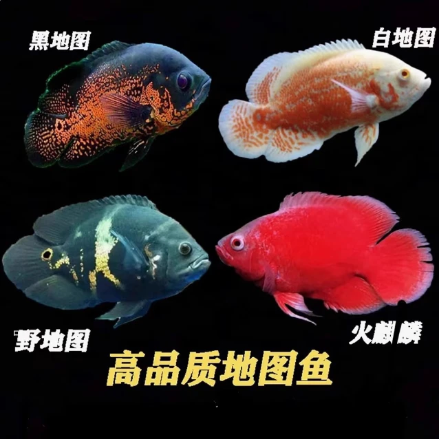 地图鱼血图血麒麟猪仔鱼红龙配鱼招财风水中大型淡水热带观赏鱼