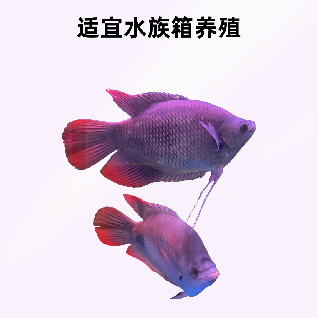 红尾招财 招财鱼  白招财 红眼招财 风水鱼 中大鱼热带鱼包活体鱼
