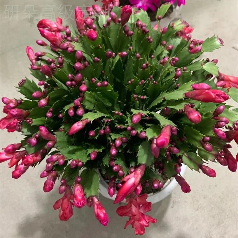 蟹爪兰盆栽带花苞重瓣花卉植物室内好养花好养花卉