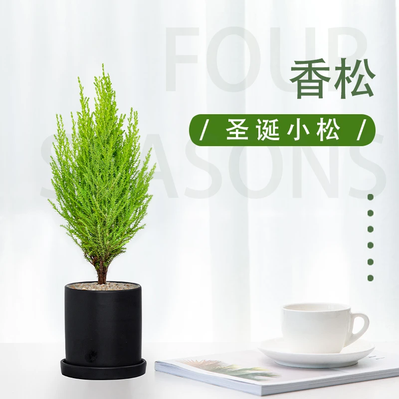 香松盆栽室内桌面北欧风清新柠檬植物香冠柏圣诞小松装饰创意绿植