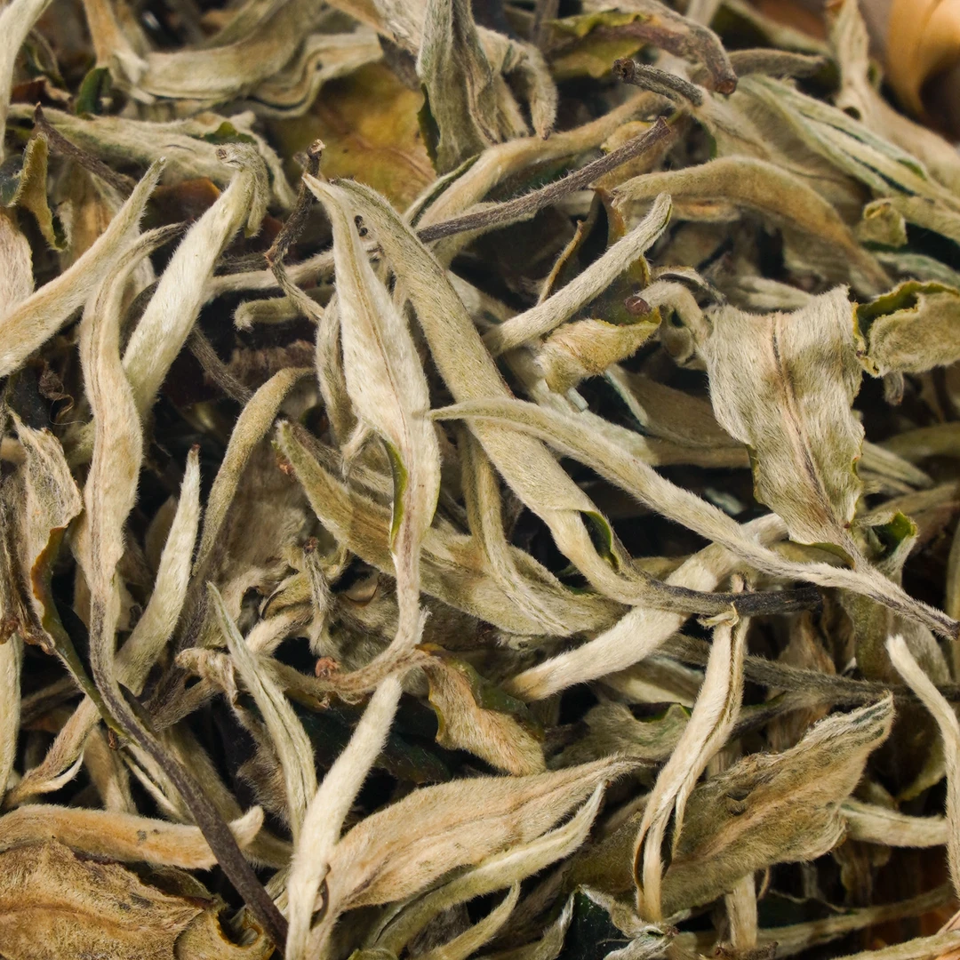 【溯源鉴真·馆藏茶】2022年景谷头春月光白一级大叶白茶500g送茶样