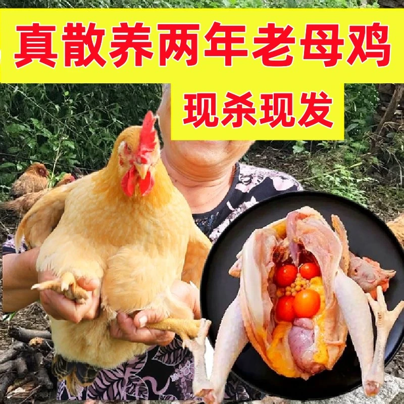 【超级实惠】散养老母鸡土鸡四只净重8.5-9斤鸡溜达鸡新鲜鸡肉
