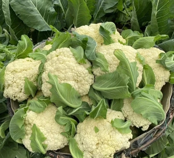 霜打应季露天种植散花菜 2-4装松花菜 菜花4斤炒菜脆脆的干锅花菜