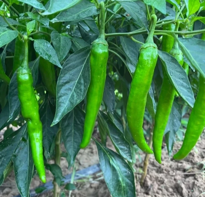 【方松农产】河南露天种植羊角椒中辣口感 香辣味 5斤包邮河南发货