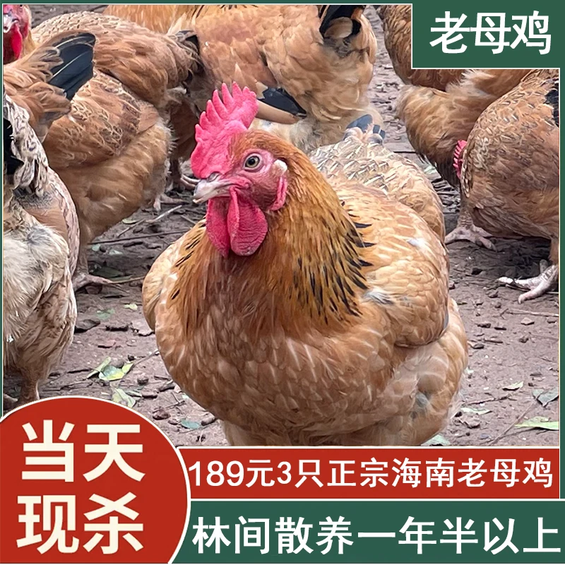 【3只】海南土老母鸡散养一年半现杀净重2.5斤/只文昌农村土鸡