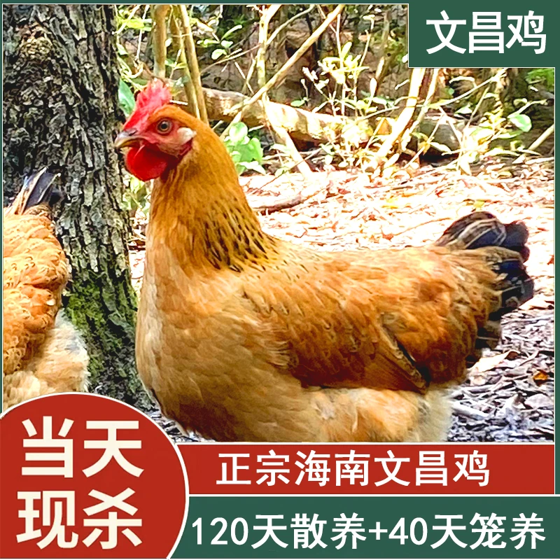 【3只】海南文昌鸡白皮白切鸡160天小母鸡嫩鸡椰子鸡 净重2斤/只