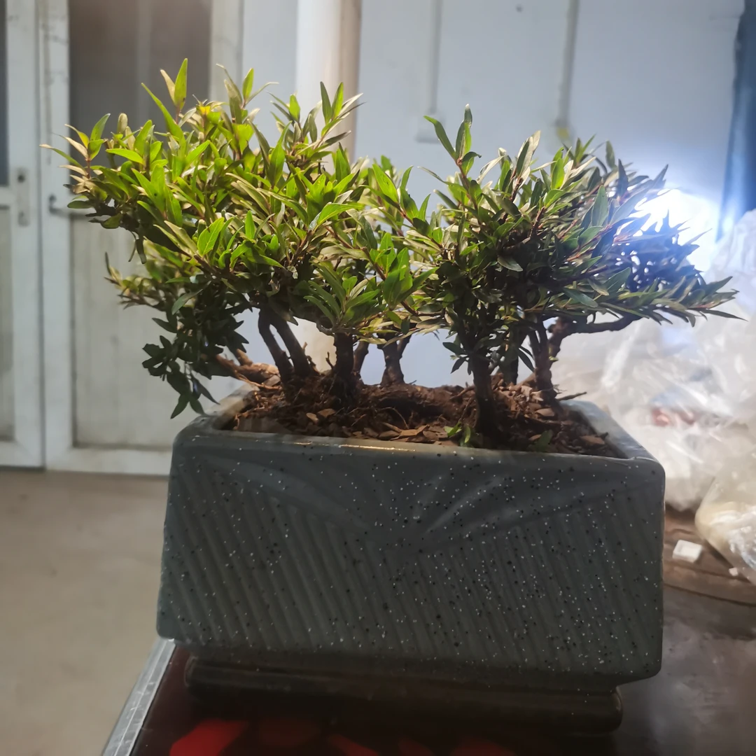 水杨梅盆景熟桩鱼缸新宠植物室内办公桌阳台庭院造型盆栽老桩盆景