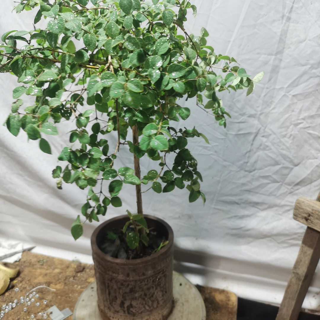 爱心果盆栽四季常青室内庭院观叶植物