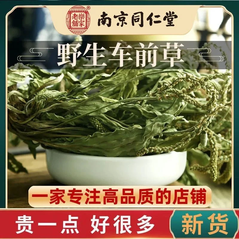 南京同仁堂车前草罐装茶车前草泡茶新鲜干货整株无杂质无糖包装茶