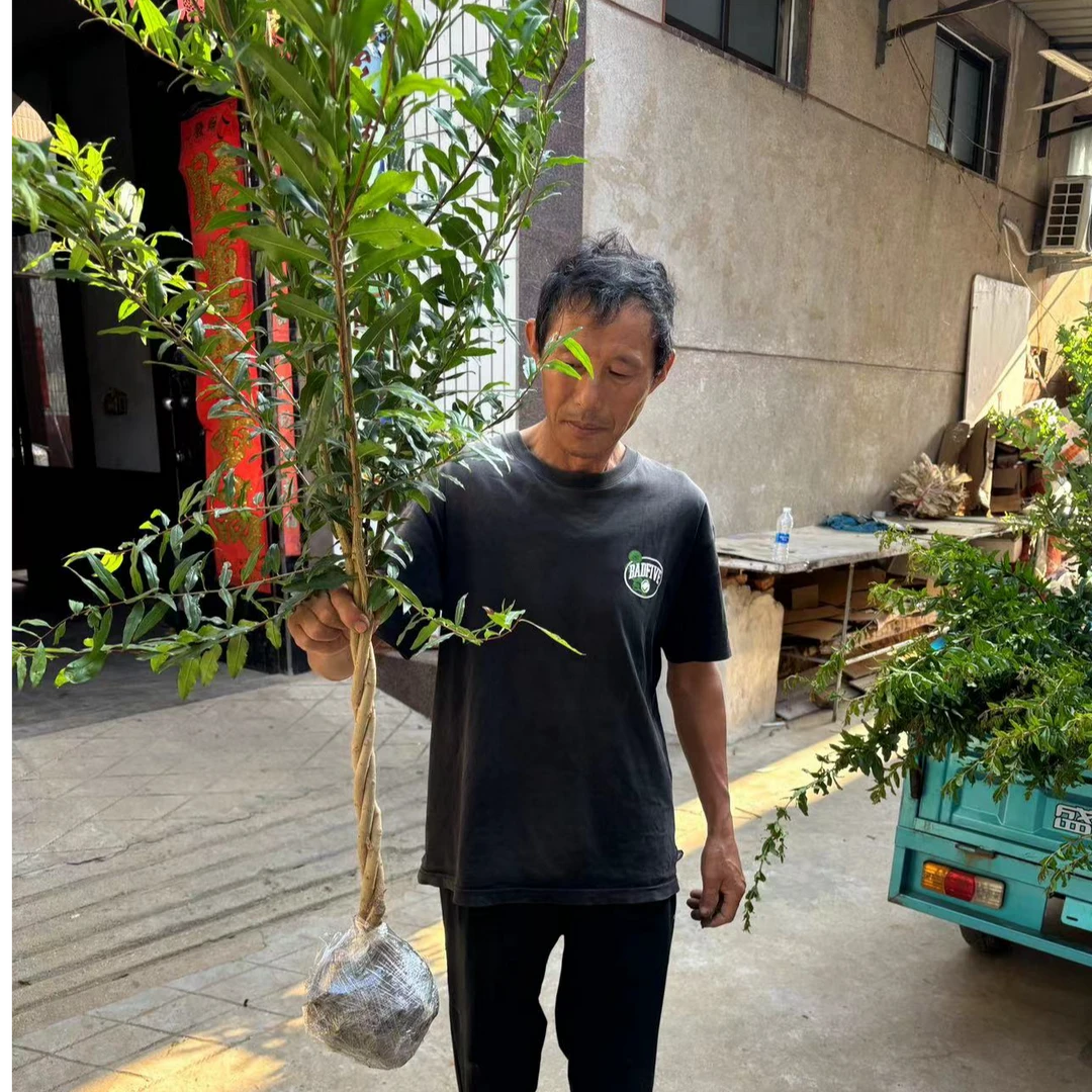 高档编织麻花造型