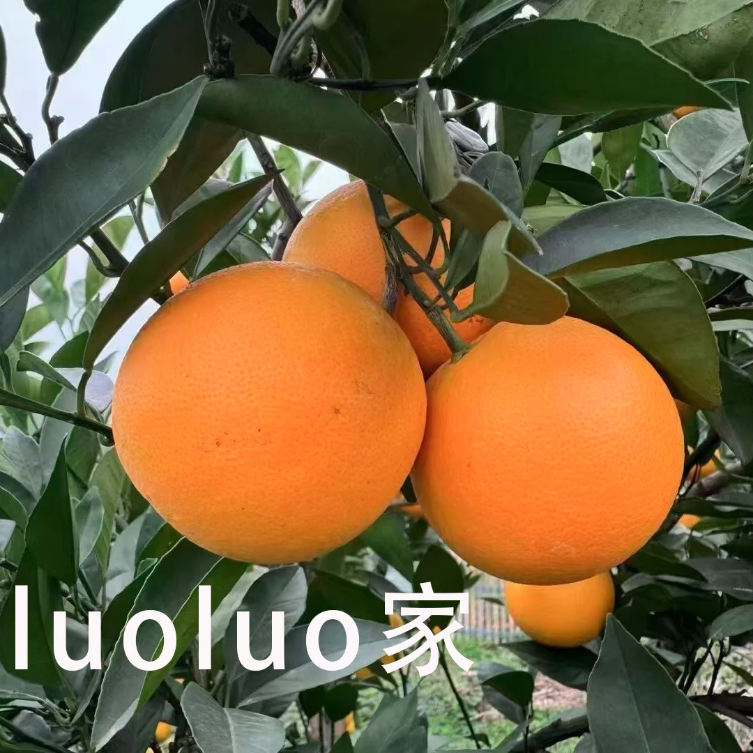 湖南怀化麻阳冰糖橙 锦蜜甜橙 当季新鲜水果 现摘现发10斤包邮