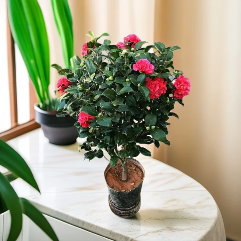 克瑞墨大牡丹山茶花红色大花阳台庭院地栽盆栽四季常青花卉客厅
