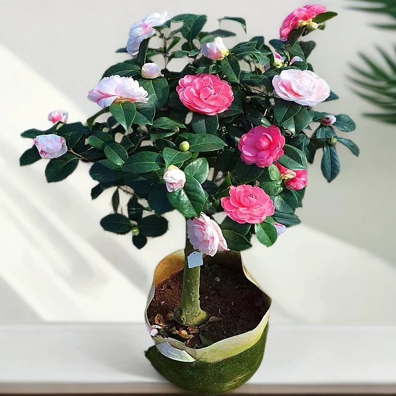 乔伊山茶花名贵品种一树多色室内外阳台庭院好养易活耐热耐寒花卉