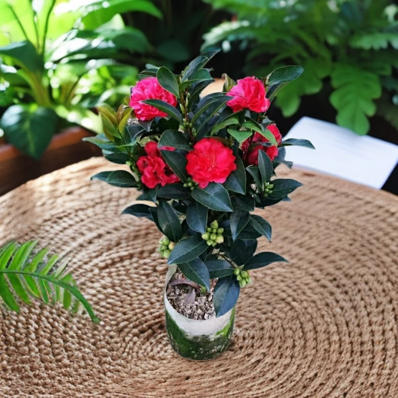夏日七星四季茶花 正红色耐热耐寒四季开花好养易活植物基地发货