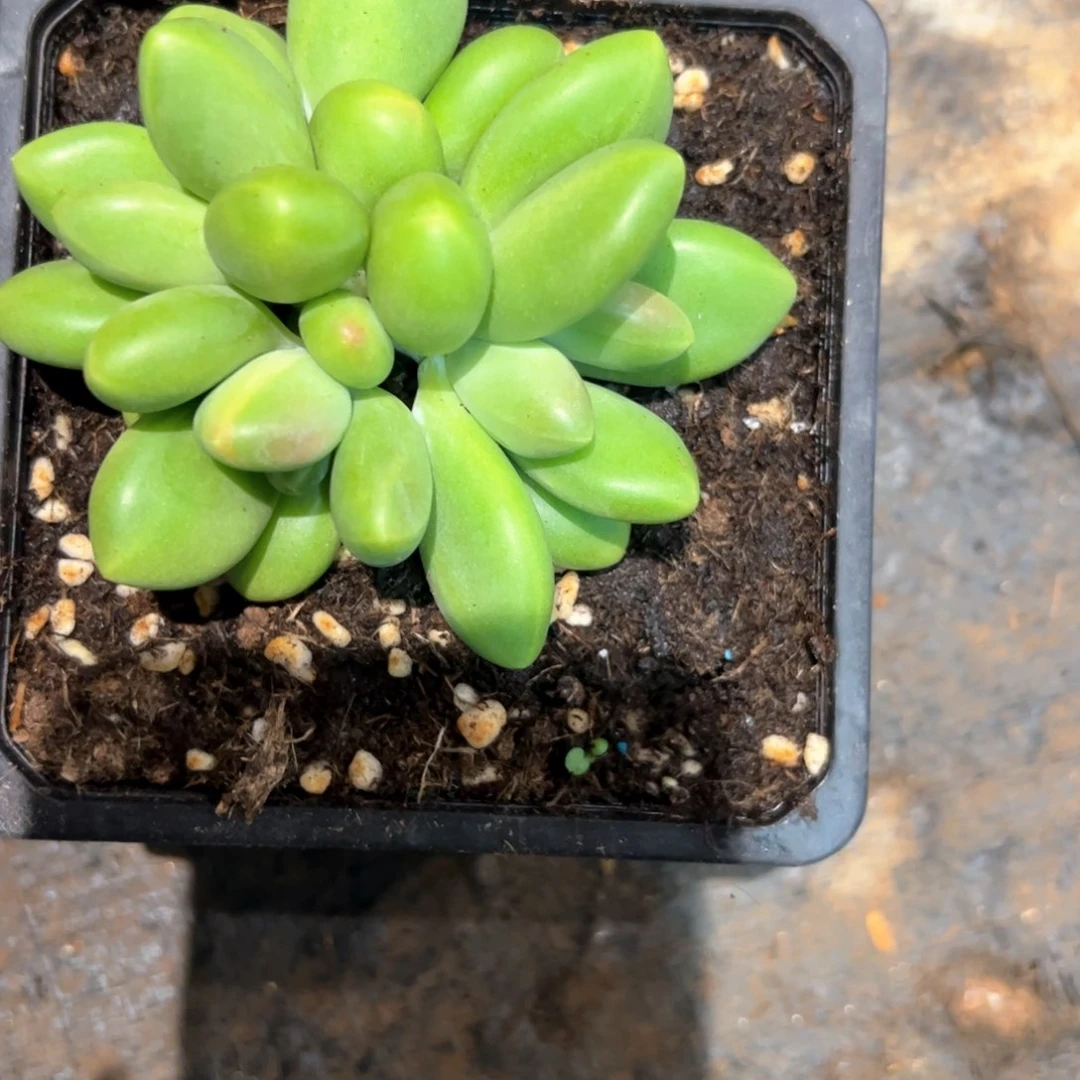正*多肉植物多肉植物