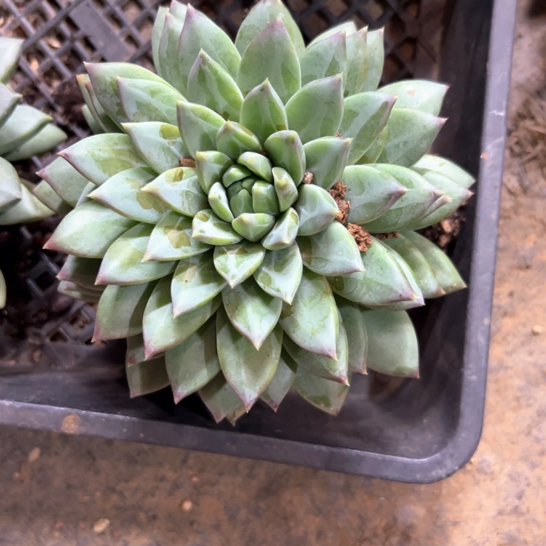 流**爵多肉植物多肉植物