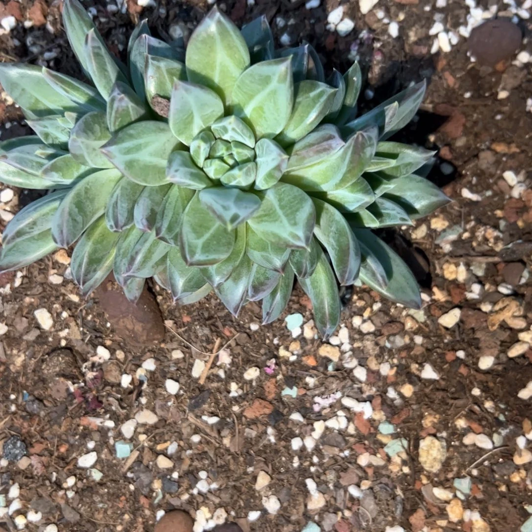 子*多肉植物多肉植物