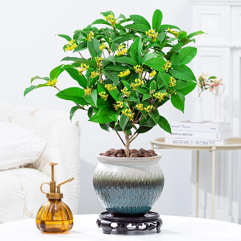 四季桂花盆栽开花浓香型室内绿植庭院阳台植物老桩盆景花卉桂花树