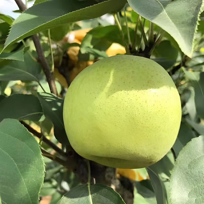 山东冠县翡翠蜜梨头茬新鲜梨子水果现摘现净重4斤