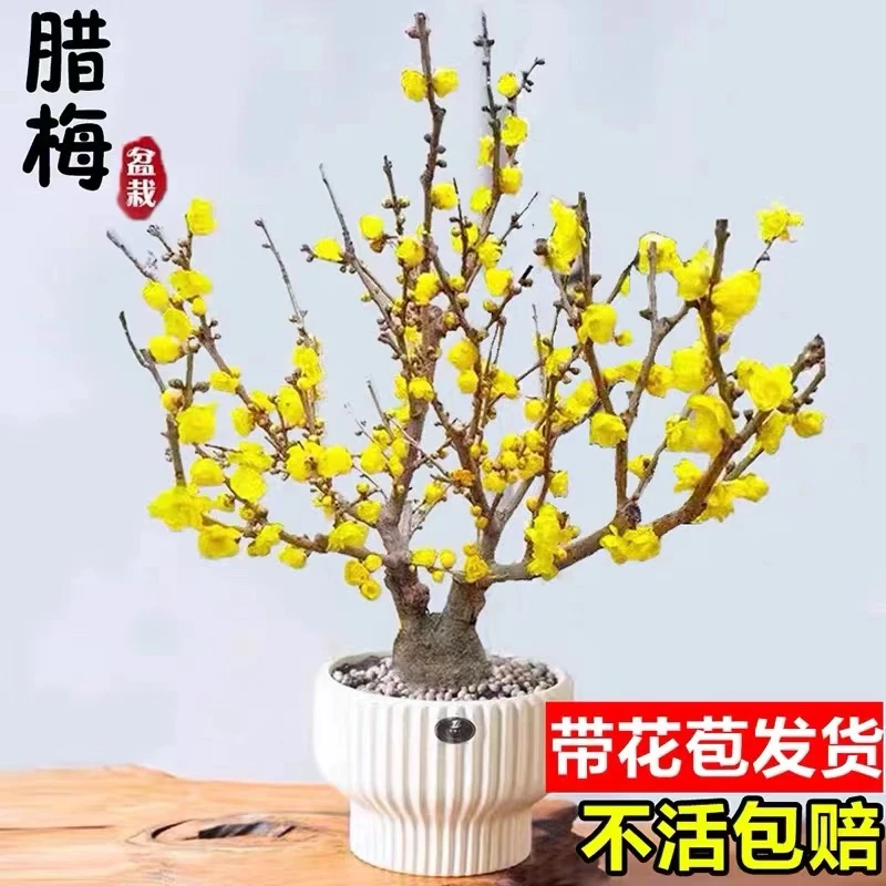 耐寒腊梅浓香【带花苞】三十天开花梅花地栽树苗四季开花卉室外绿植
