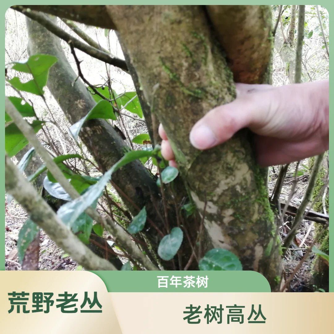 圆凹荒山野贡系  2023年三级贡眉