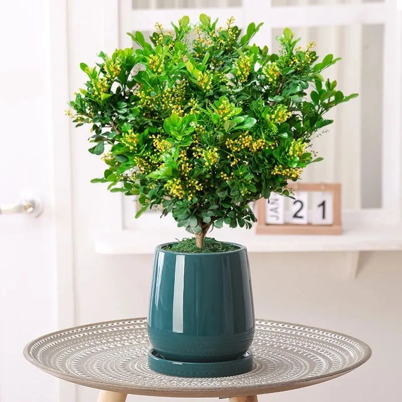 年宵花米兰花盆栽花卉绿植四季开花不断室内客厅花苗浓香型植物
