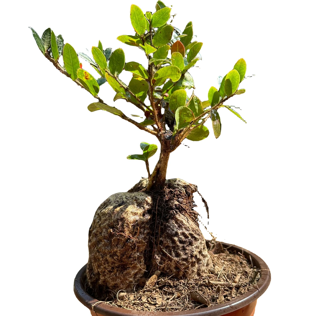 五翅莓小叶吊金钟