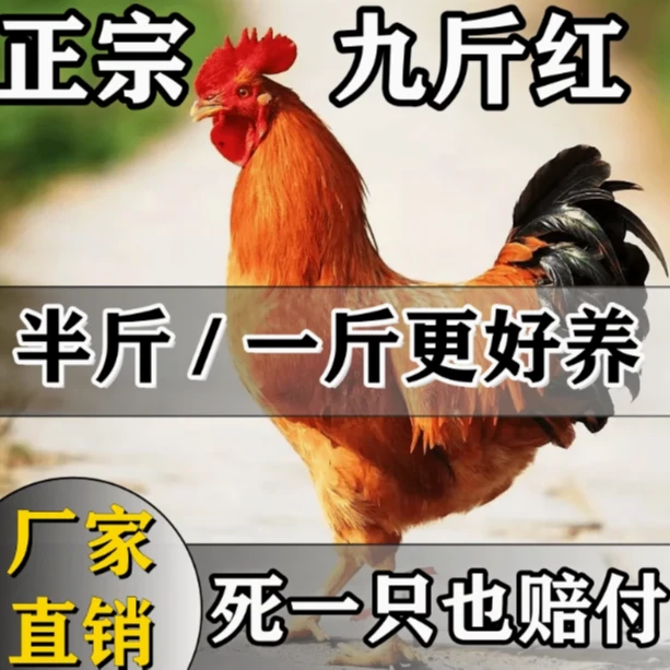 【九斤红】单只净重一斤 包邮发货到手5只 放养笼养都可以