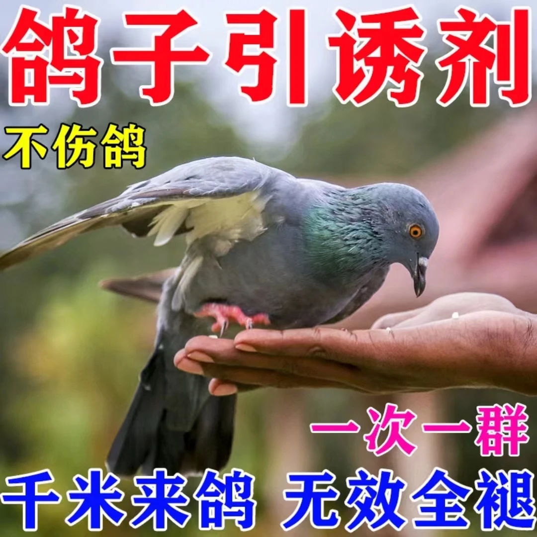 【万米来鸽】抓野鸽子神器新款无毒害闻味来逮鸟专用鸟饲料诱食剂