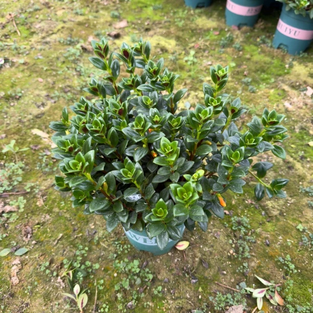 金鱼花吊兰盆栽，四季开花。